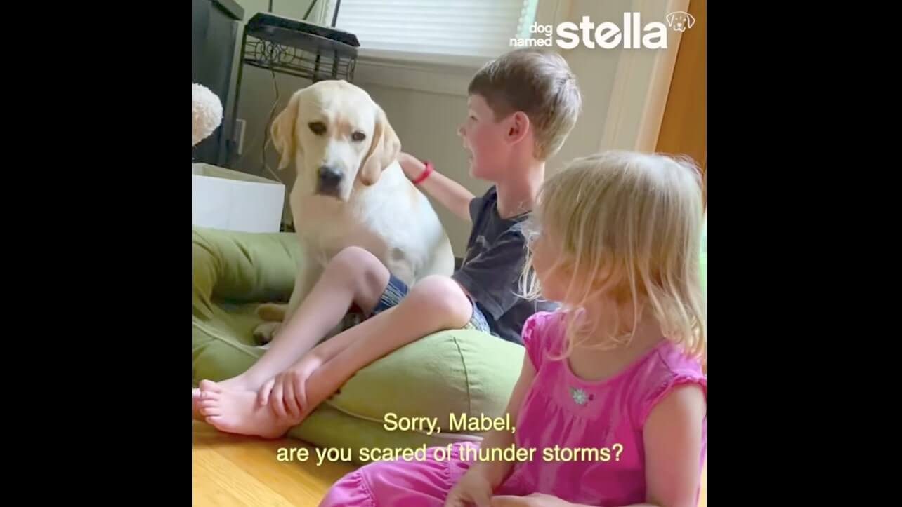 ラブラドールレトリーバー,動画