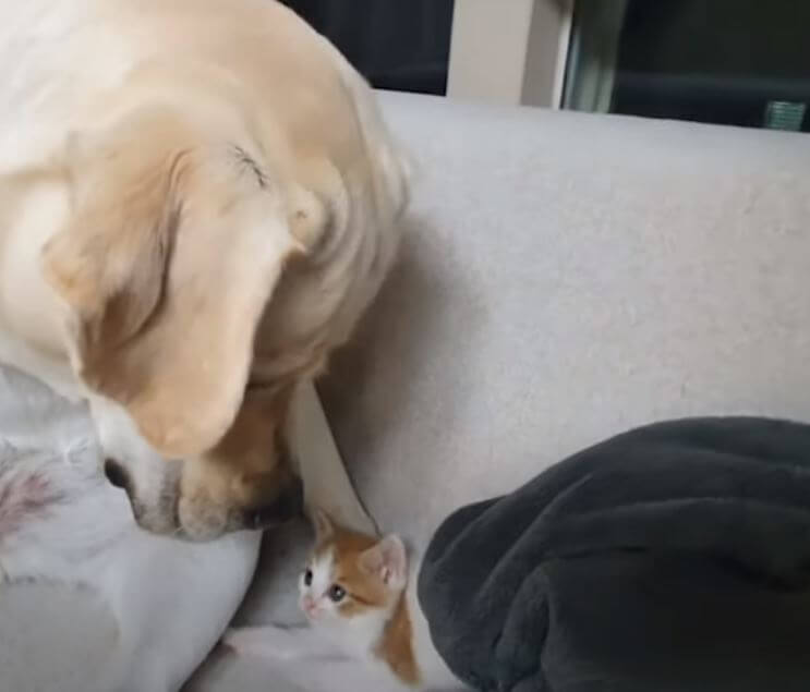 ラブラドールレトリーバー,動画