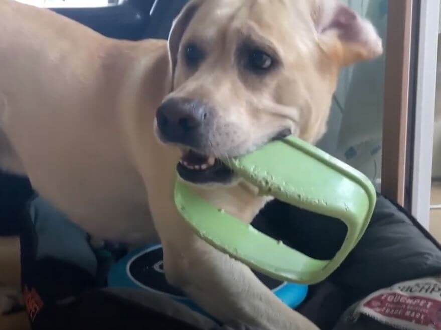 ラブラドールレトリーバー,動画