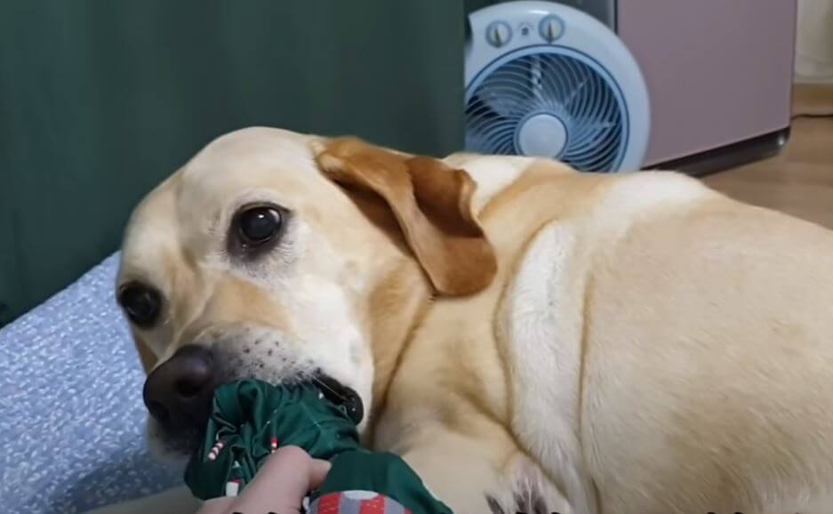 ラブラドールレトリーバー,動画