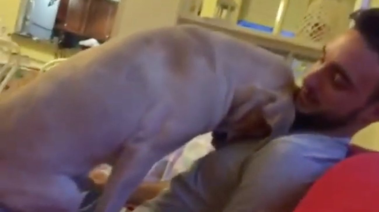 ラブラドールレトリーバー,動画