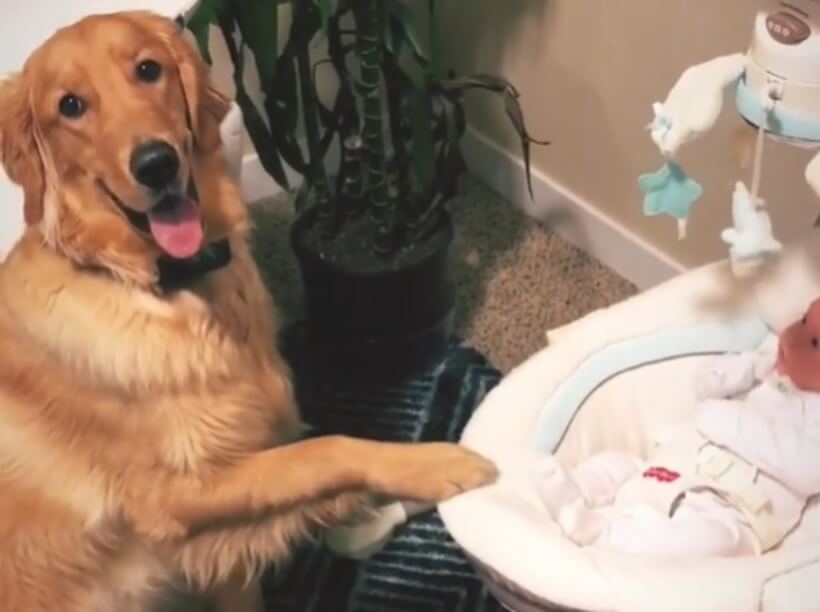 ゴールデンレトリーバー,動画