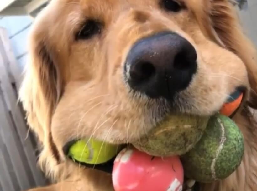 ゴールデンレトリーバー,動画