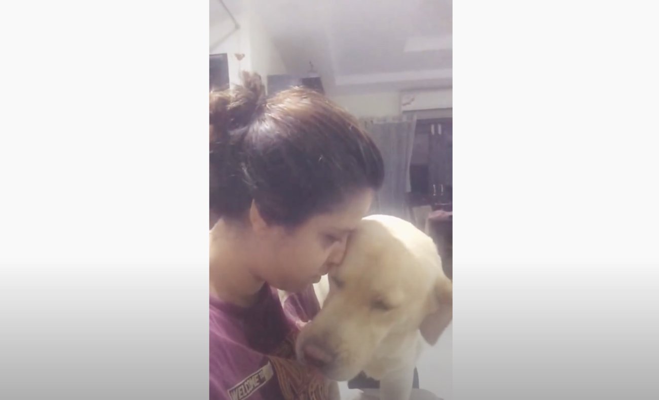 ラブラドールレトリーバー,動画