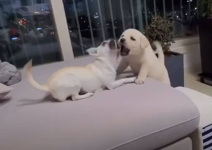 ラブラドールレトリーバー,動画