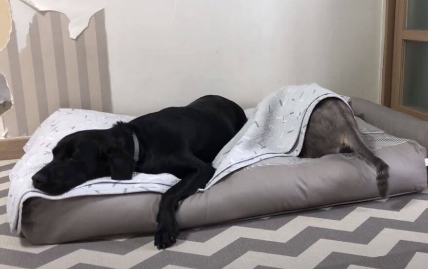 ラブラドールレトリーバー,動画