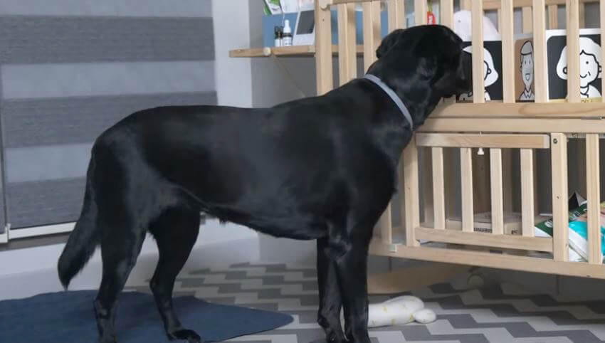 ラブラドールレトリーバー,動画