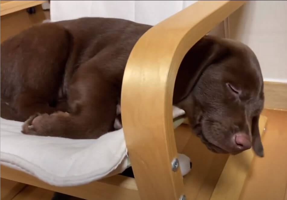 ラブラドールレトリーバー,動画