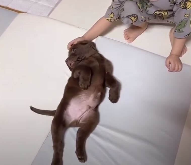 ラブラドールレトリーバー,動画