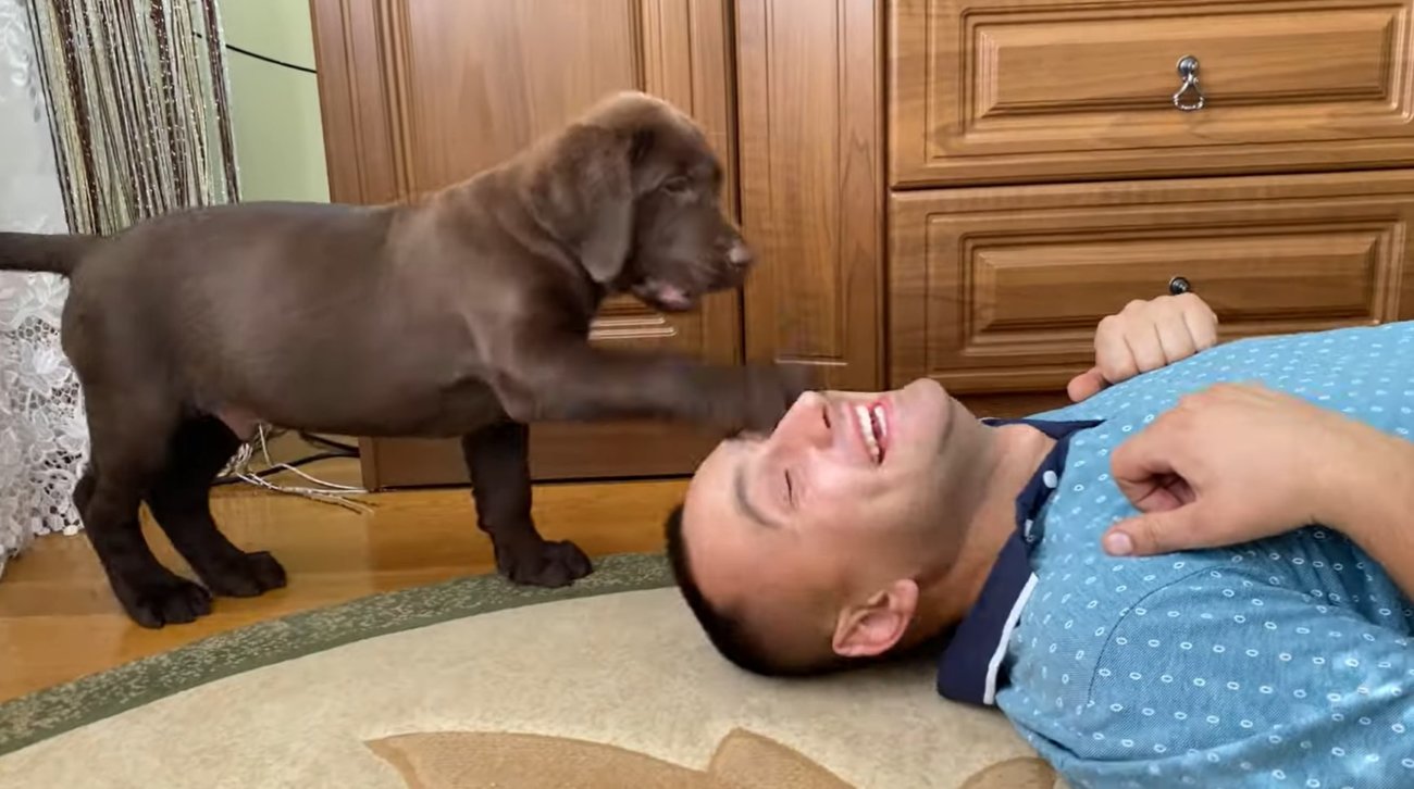 ラブラドールレトリーバー,動画