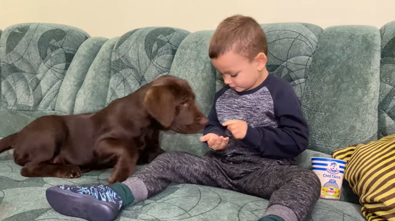 ラブラドールレトリーバー,動画