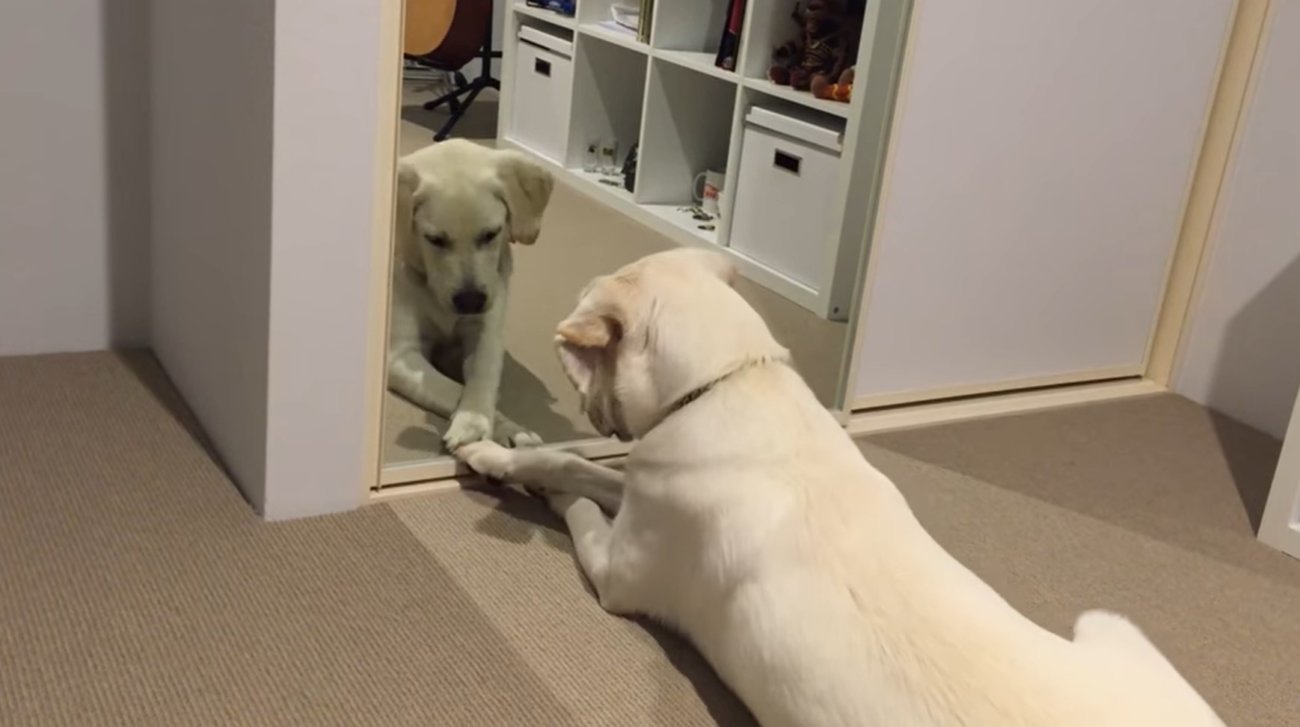 ラブラドールレトリーバー,動画