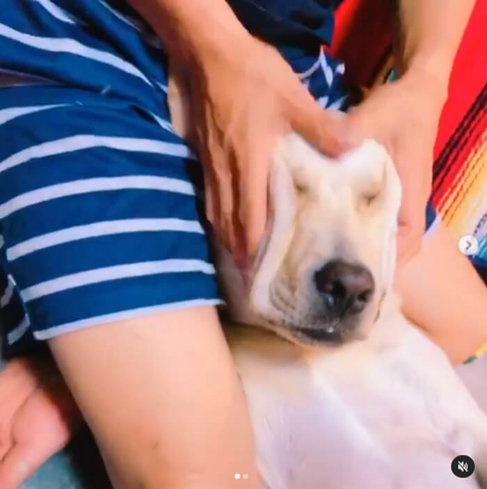 ラブラドールレトリーバー,動画