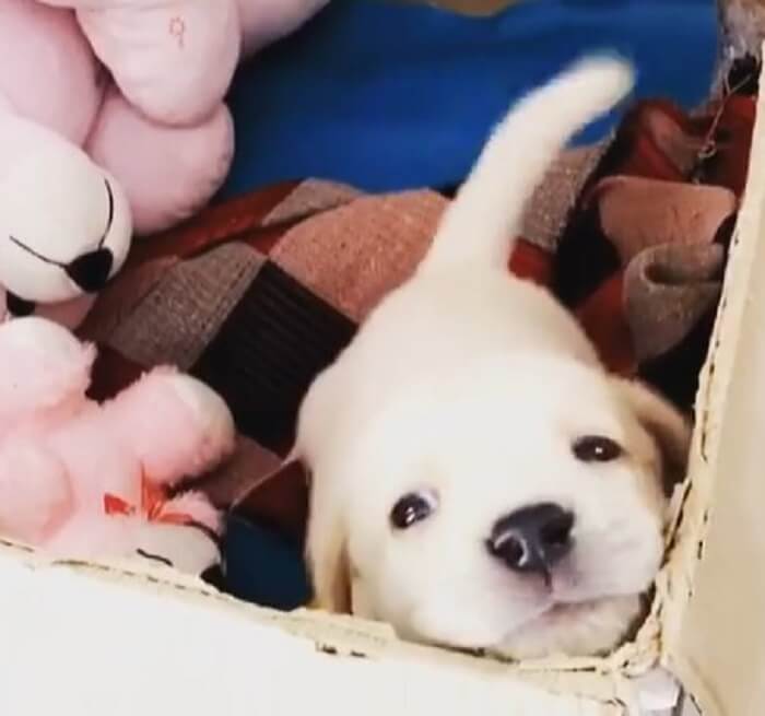 ラブラドールレトリーバー,動画