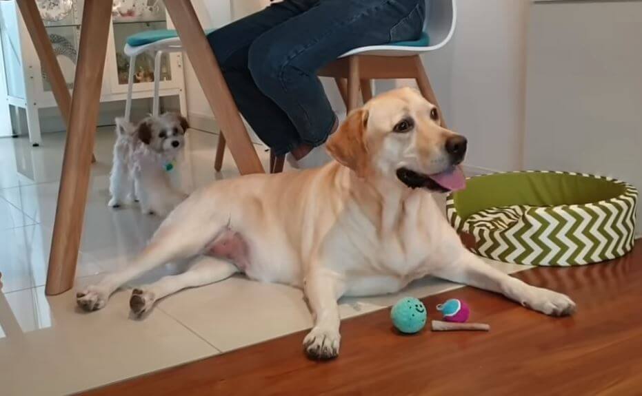 ラブラドールレトリーバー,動画