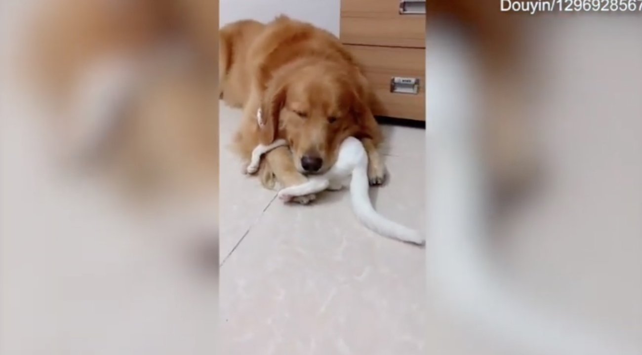 ゴールデンレトリーバー,動画