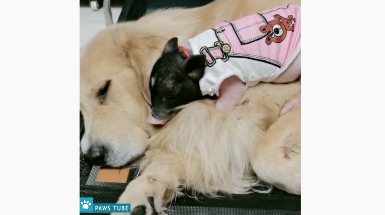 ゴールデンレトリーバー,動画