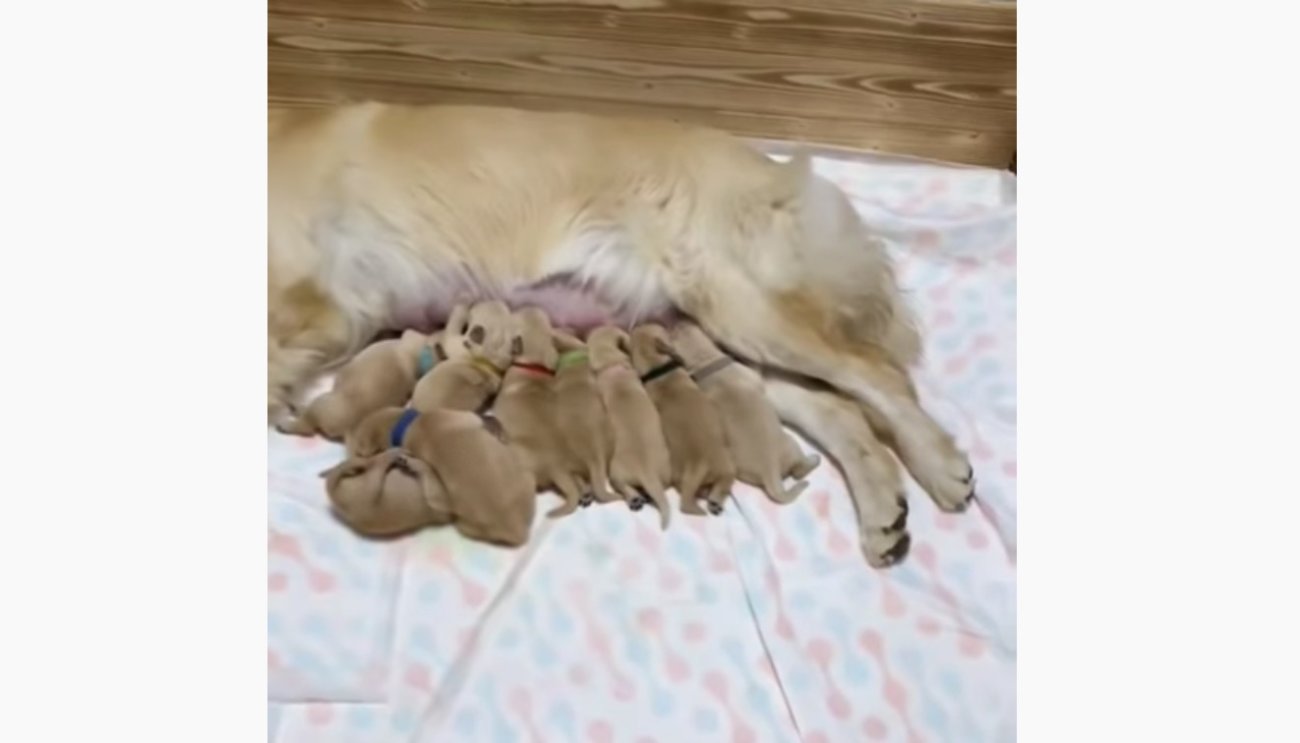 ゴールデンレトリーバー,動画