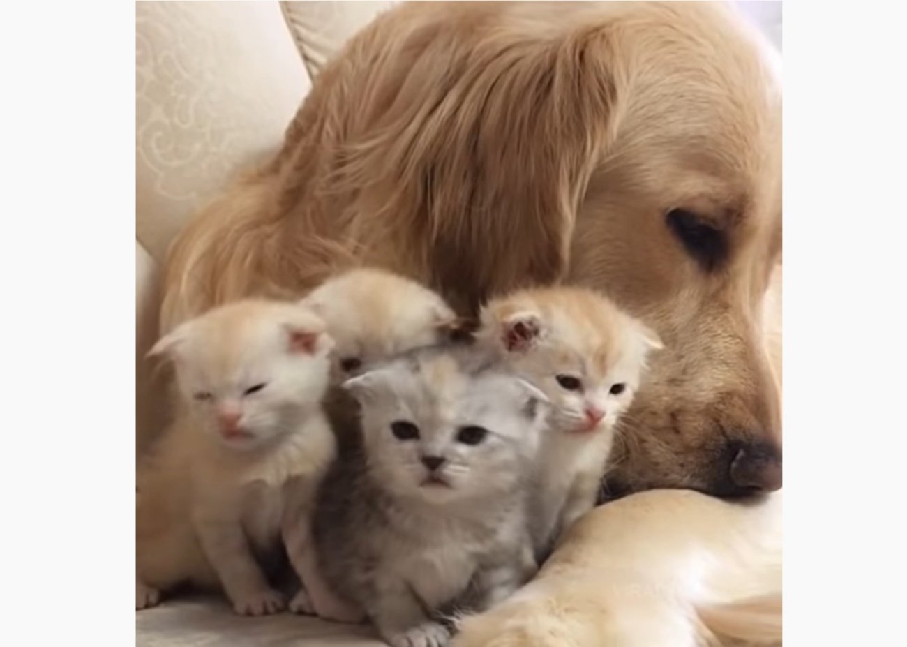 ゴールデンレトリーバー,動画