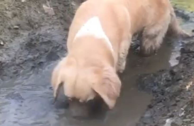 ゴールデンレトリーバー,動画