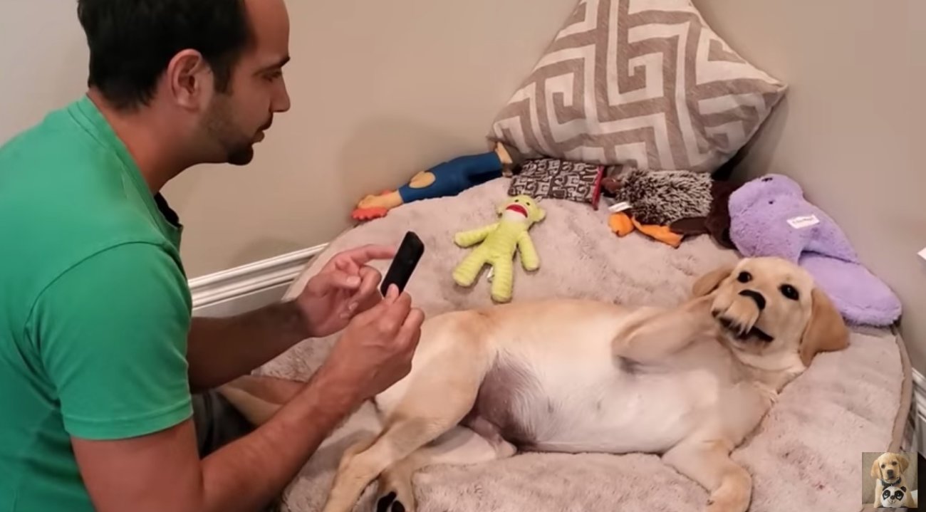 ラブラドールレトリーバー,動画