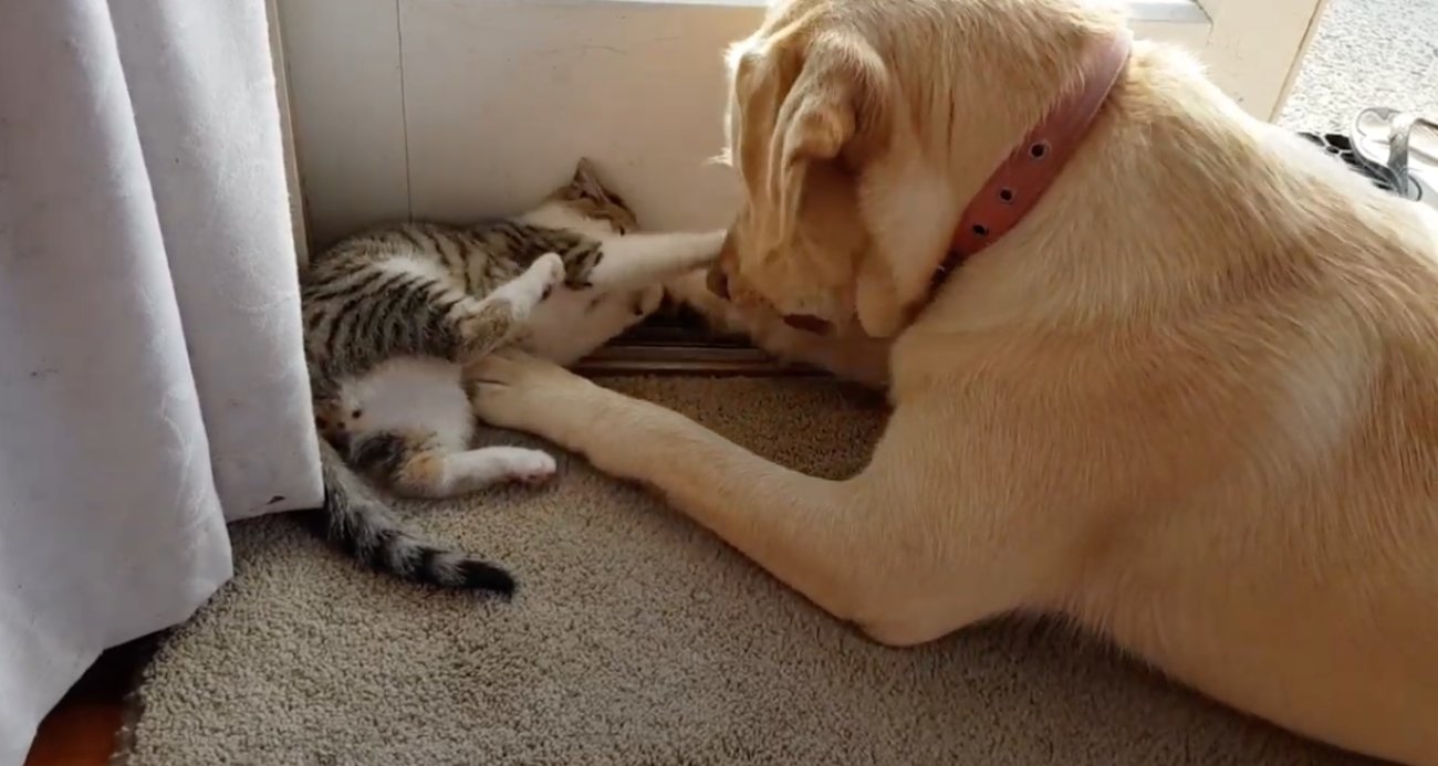 ラブラドールレトリーバー,動画