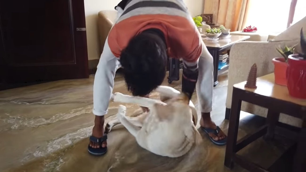 ラブラドールレトリーバー,動画