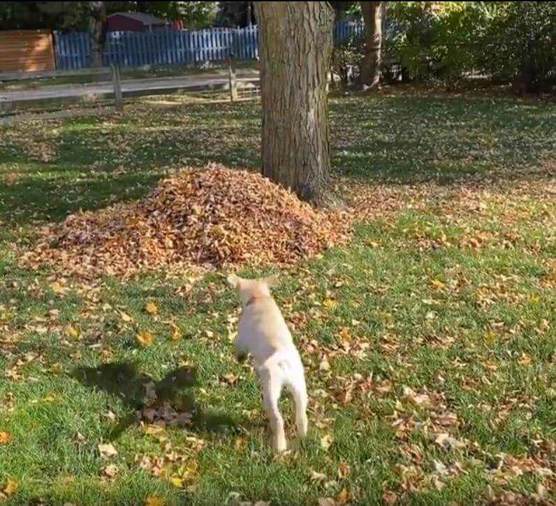 ラブラドールレトリーバー,動画