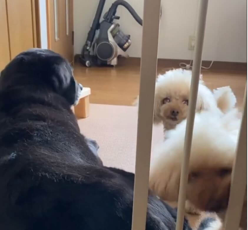 ラブラドールレトリーバー,動画