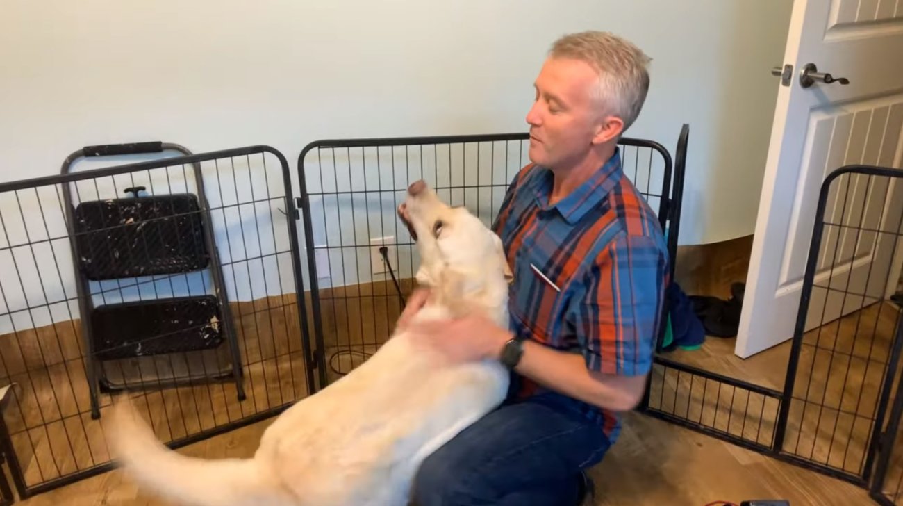 ラブラドールレトリーバー,動画