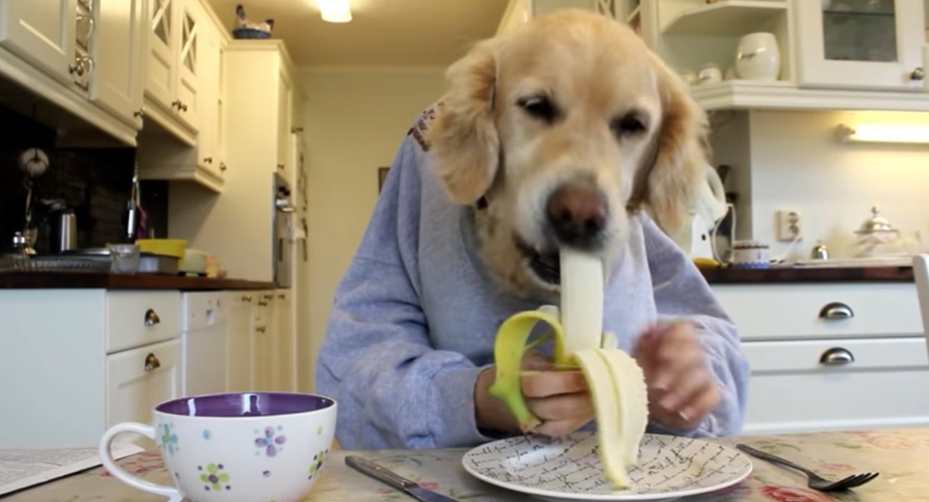 ゴールデンレトリーバー,動画