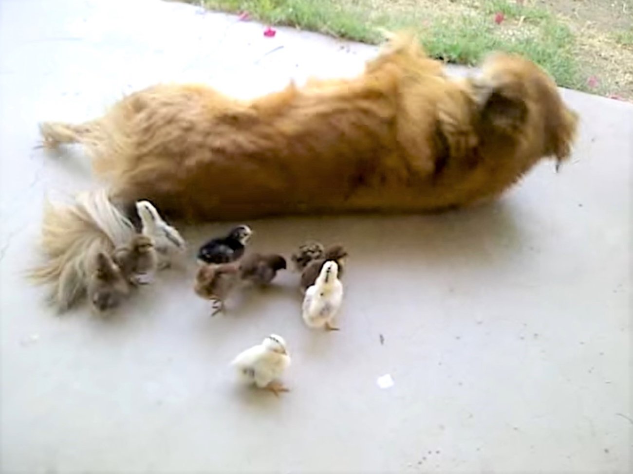 ゴールデンレトリーバー,動画