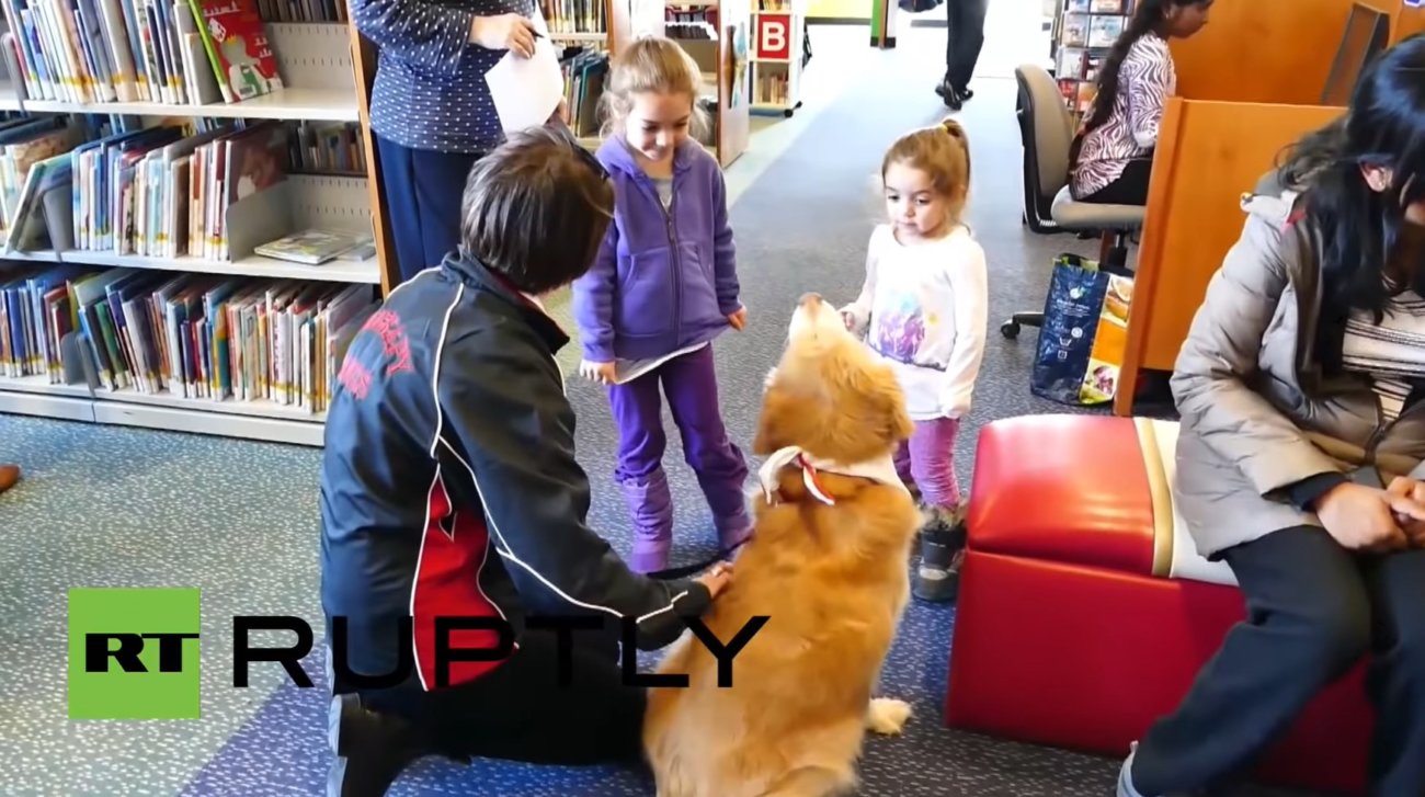 ゴールデンレトリーバー,動画