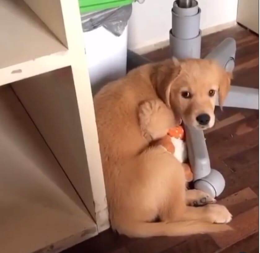 ゴールデンレトリーバー,動画