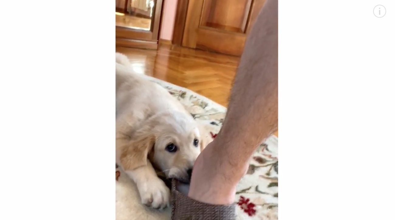 ゴールデンレトリーバー,動画