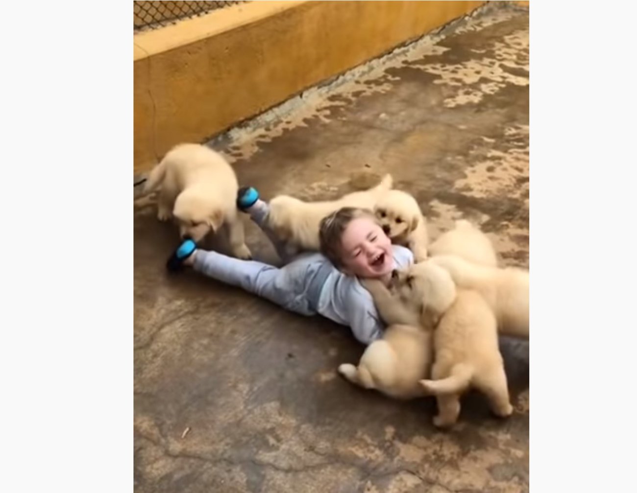 ゴールデンレトリーバー,動画