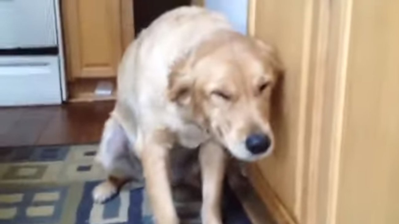 ゴールデンレトリーバー,動画