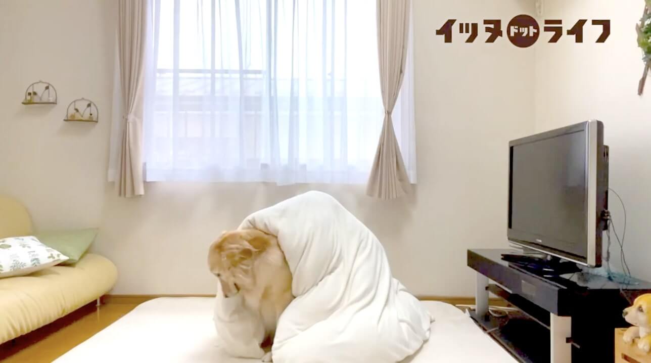 ゴールデン,動画,イッヌドットライフ