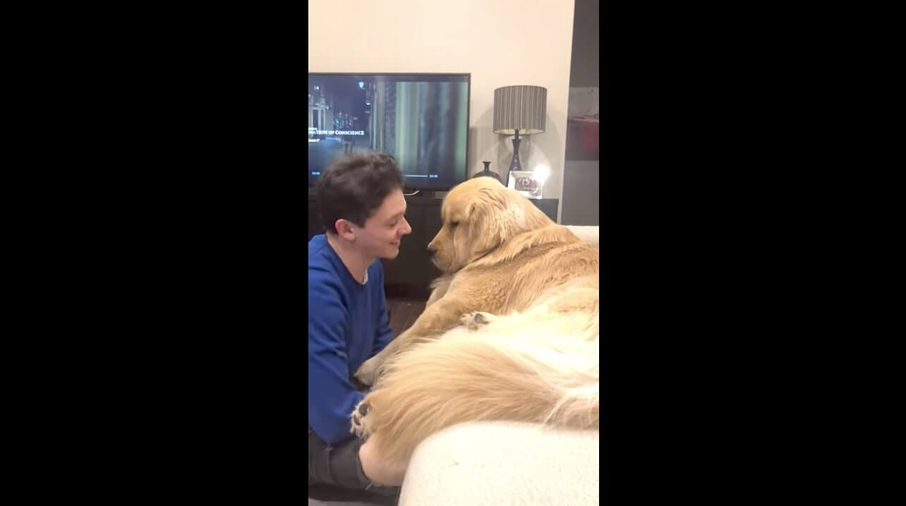 ゴールデンレトリーバー,動画