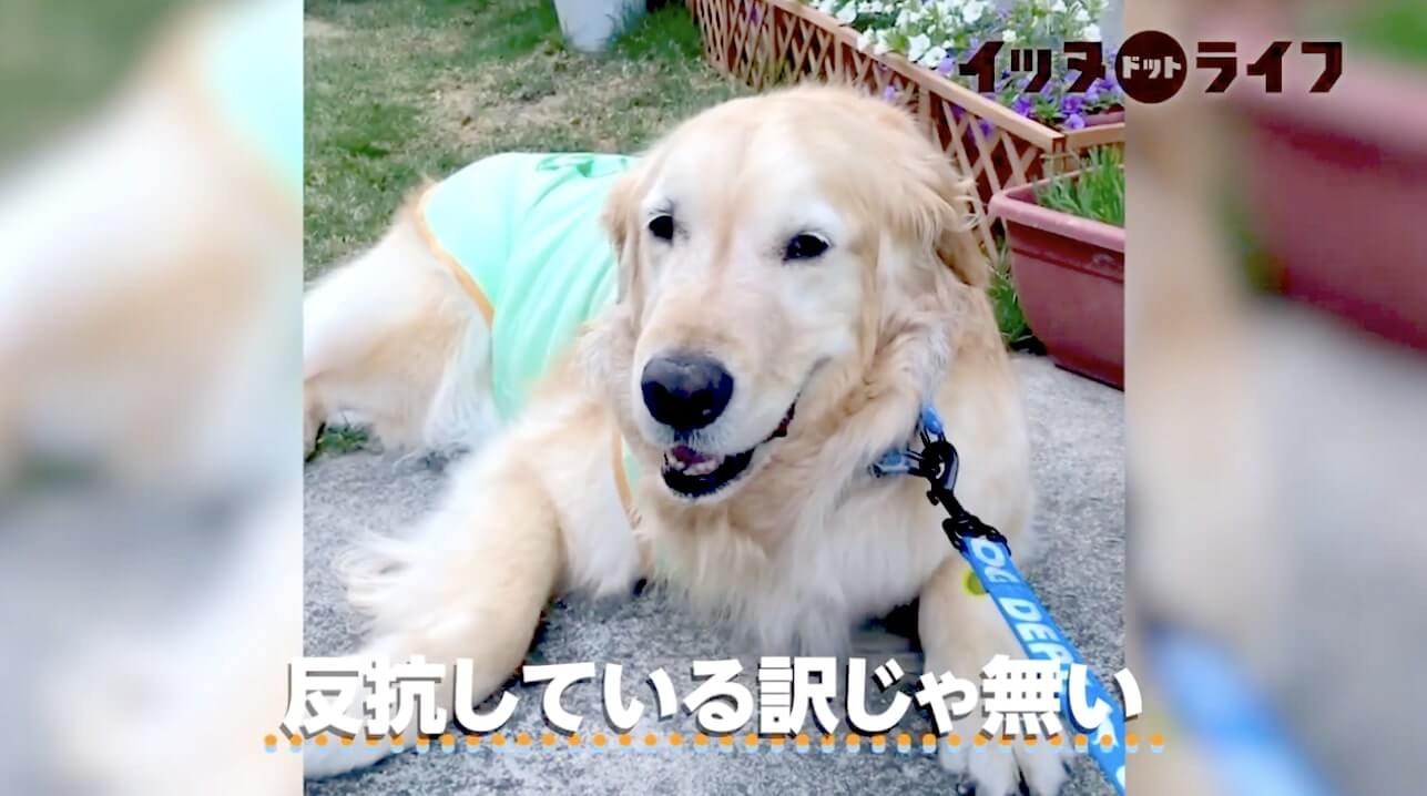 ゴールデン,動画,イッヌドットライフ