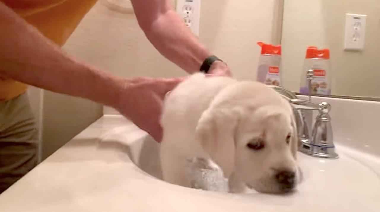 ラブラドールレトリーバー,動画