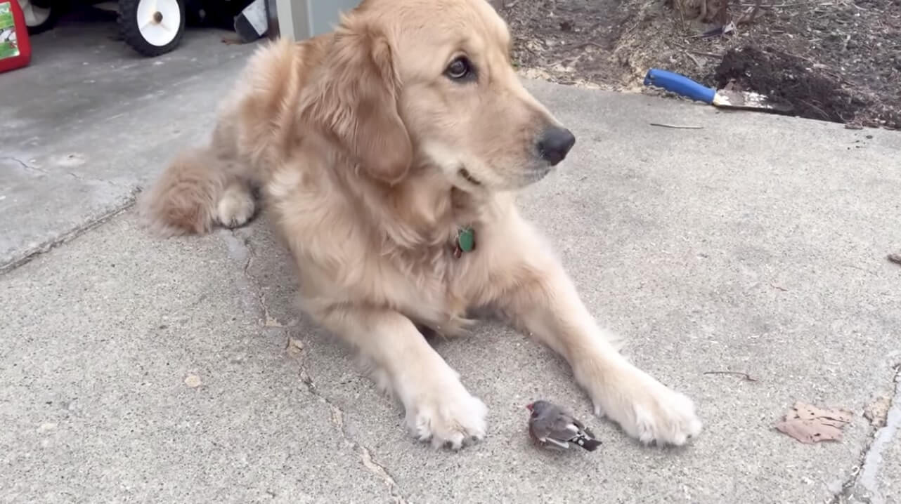 ゴールデンレトリーバー,動画