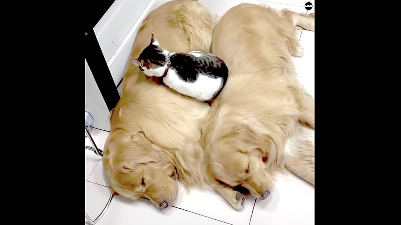 ゴールデンレトリーバー,動画