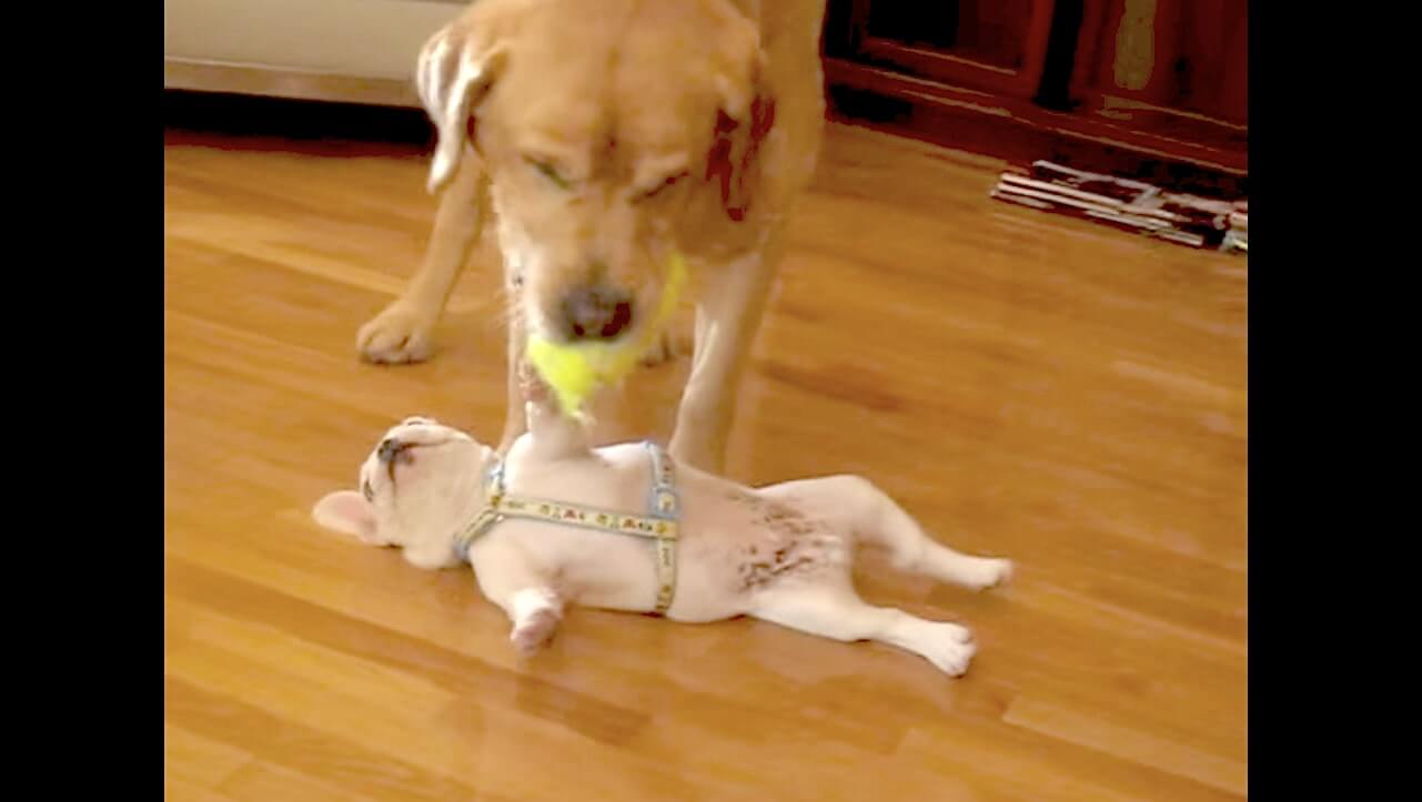 ラブラドールレトリーバー,動画