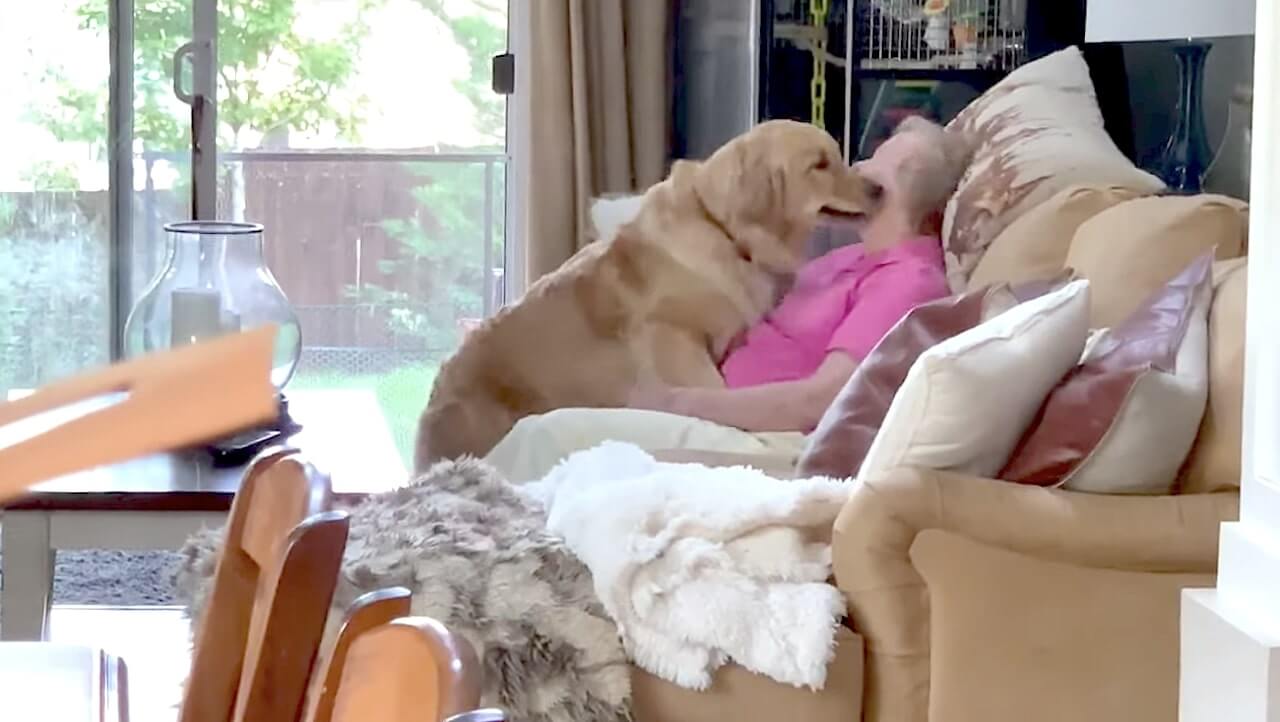 ゴールデンレトリーバー,動画