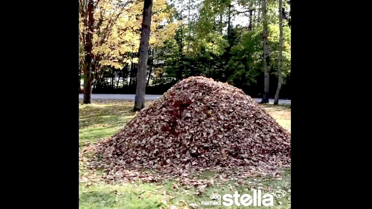 ラブラドールレトリーバー,動画