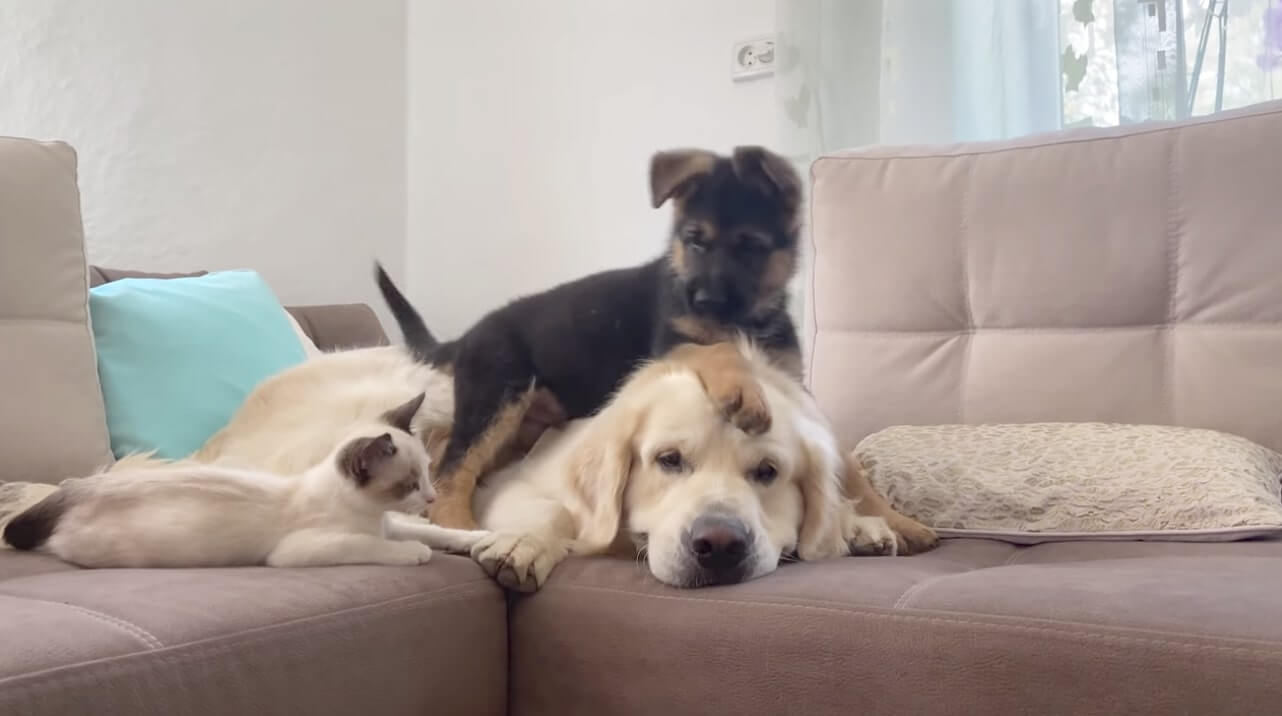 ゴールデンレトリーバー,動画