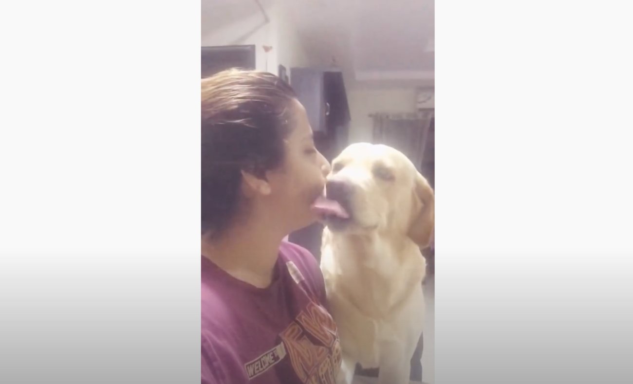 ラブラドールレトリーバー,動画