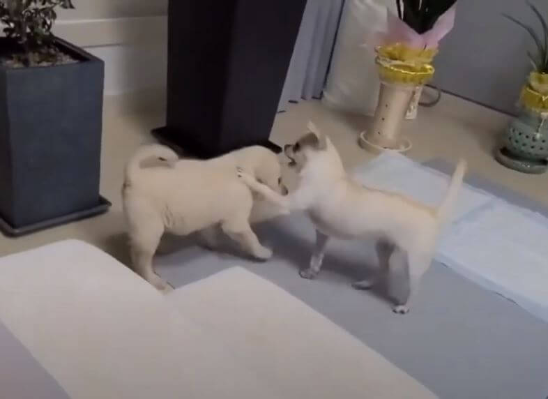 ラブラドールレトリーバー,動画