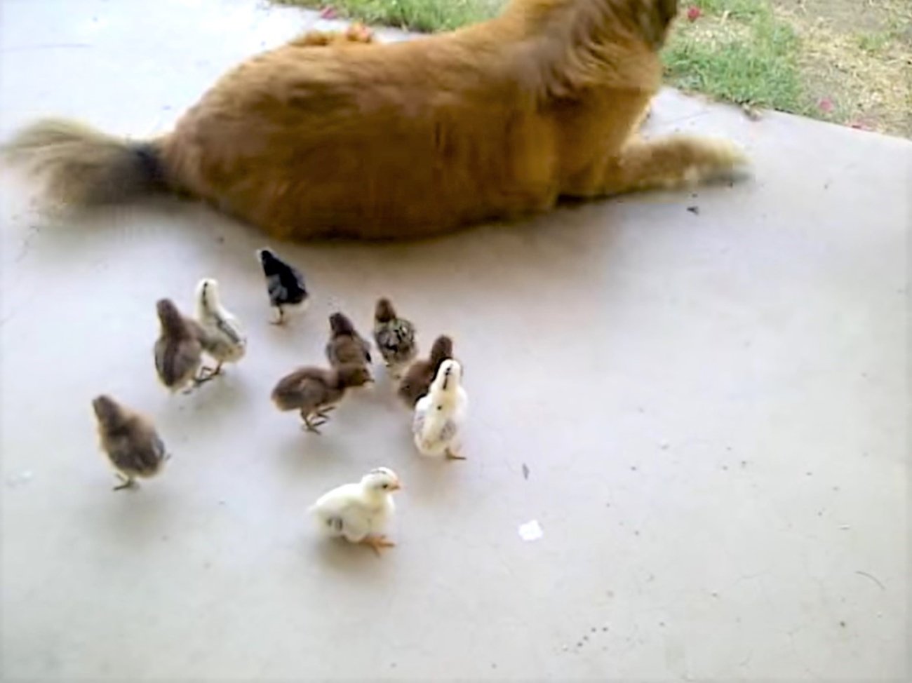 ゴールデンレトリーバー,動画